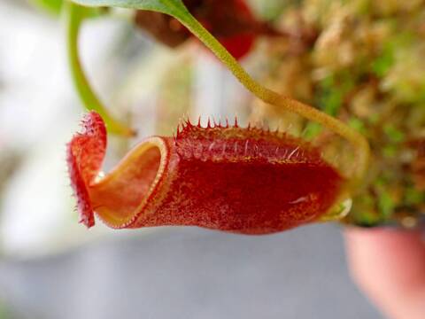 商品一覧 - Y's Exotics （山田食虫植物農園）