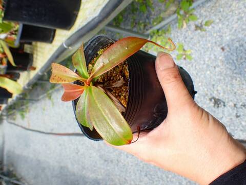 J209 5-3 N. viking x campanulata konan