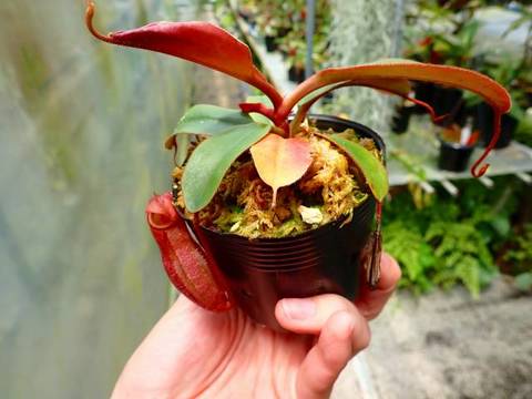 Nepenthes（ネペンテス/ウツボカズラ）の商品一覧 | Y's Exotics ...