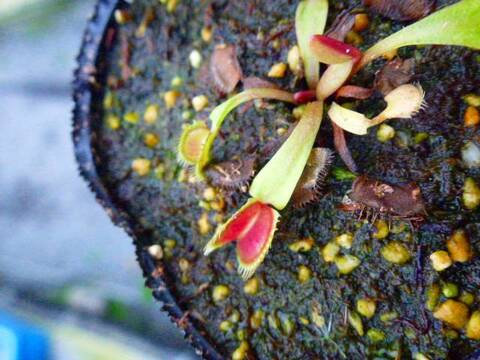 Dionaea muscipula(ディオネア/ハエトリソウ)の商品一覧 Dionaea muscipula(ディオネア/ハエトリソウ)の商品一覧