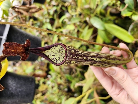 商品一覧 - Y's Exotics （山田食虫植物農園）