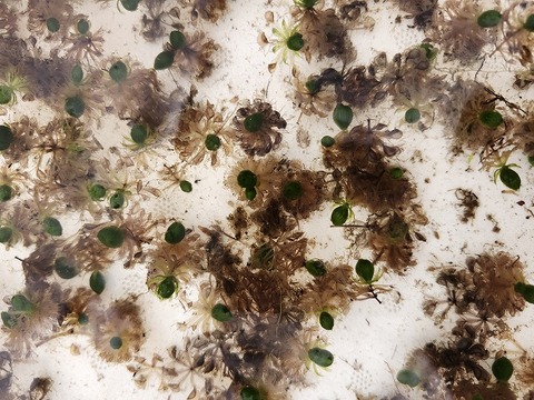R179  1H Aldrovanda vesiculosa：京都巨椋池系統