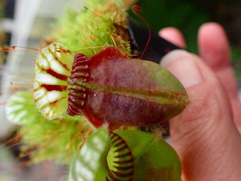 セファロタス”Fred Howell Giant” セファロタス”Fred Howell Giant”