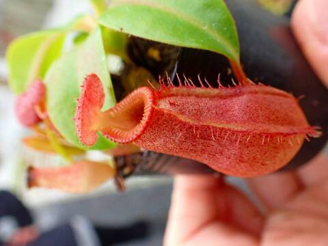 E145 5-1 N. (bicalcarata x campanulata) x edwardsiana #NNN