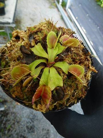 Dionaea ｍuscipula（ディオネア/ハエトリソウ）の商品一覧 | Y's Exotics （山田食虫植物農園）