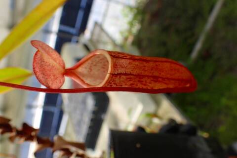 壺　実 Nepenthes（ネペンテス/ウツボカズラ）の商品一覧 | Y's Exotics
