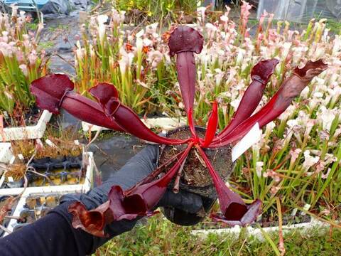 Y795 S. purpurea x (rubra x flava) TF