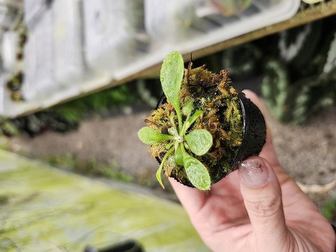 商品一覧 - Y's Exotics （山田食虫植物農園）