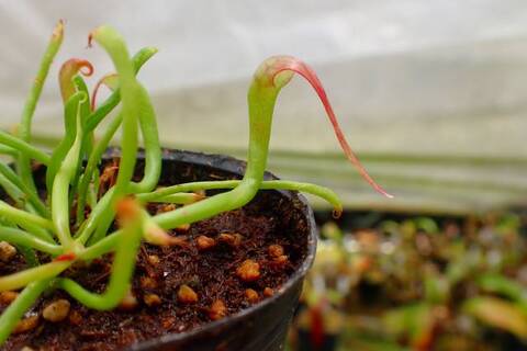 Darlingtonia（ダーリングトニア) の商品一覧 | Y's Exotics