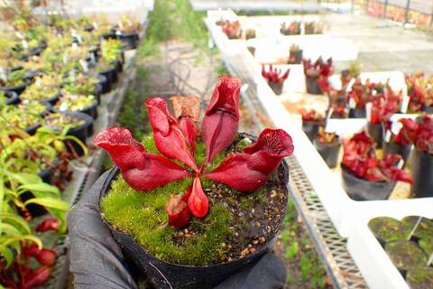 Y472 4-1 S. purpurea ssp. venosa HIPS