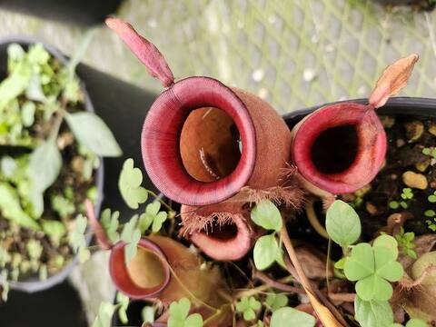 Nepenthes（ネペンテス/ウツボカズラ）の商品一覧 | Y's Exotics （山田食虫植物農園）