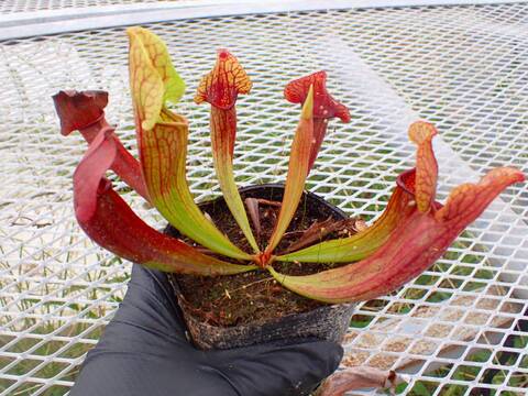 R109 S. flava x (rubra ssp. rubra x purpurea ssp. venosa) TF