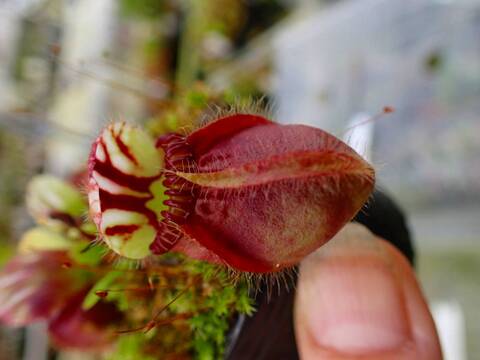 商品一覧 - Y's Exotics （山田食虫植物農園）