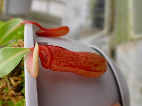 G161 5-2 N. ventricosa seedling select 山本