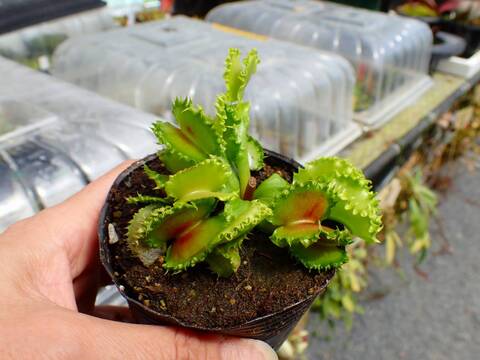 J577 5-1 Dionaea muscipula "chinese dumpling" Cedric