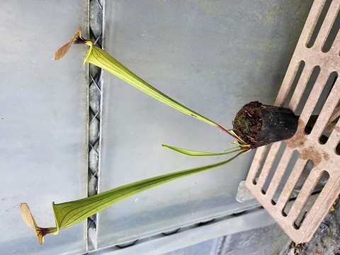 商品一覧 - Y's Exotics （山田食虫植物農園）