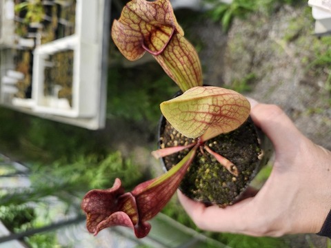 Y's Exotics （山田食虫植物農園）