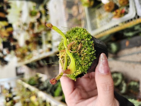 へりあん堂　H.uncinata x parva Heliamphora（ヘリアンフォラ）の商品一覧 | Y's Exotics （山田