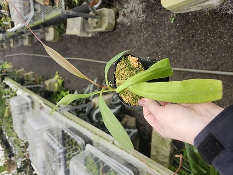 J116 3-3 N. alata Pitawan konan 