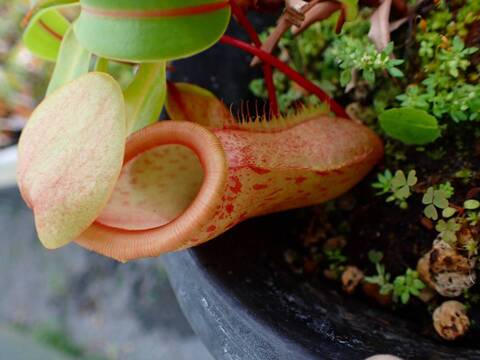 Y843 5-3 N. globamphora (belii) x ventricosa green (Quezon) 山本
