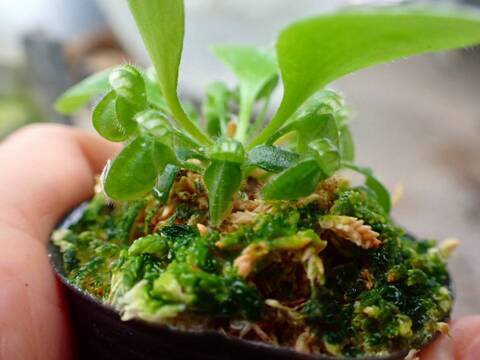 商品一覧 - Y's Exotics （山田食虫植物農園）