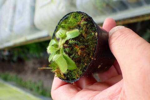 bokobaba商品 Cephalotus follicularis （フクロノユキノシタ）の商品一覧 | Y's