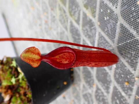 食虫植物　お知らせ用 食虫植物 お知らせ用