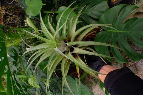 G301 3-3 T. flexuosa vivipara TI