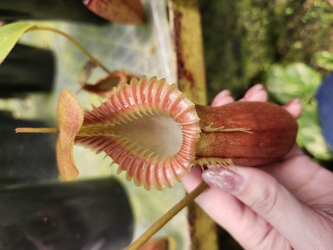 Nepenthes（ネペンテス/ウツボカズラ）の商品一覧 | Y's Exotics