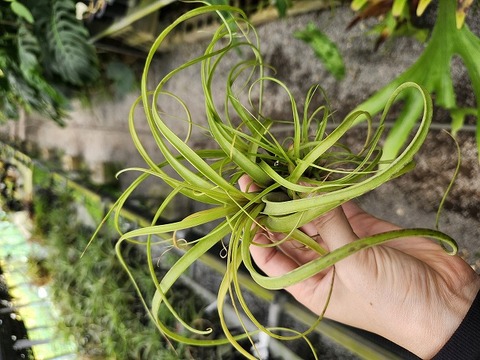 商品一覧 - Y's Exotics （山田食虫植物農園）