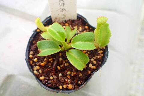 teatネペン Nepenthes（ネペンテス/ウツボカズラ）の商品一覧 | Y's Exotics