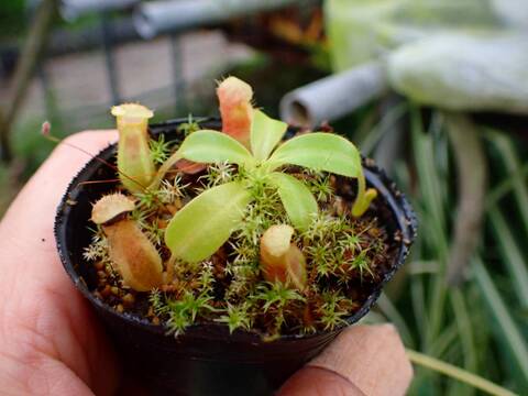 P451 1-2 N. (truncata x ephippiata) x macrophylla #NNN