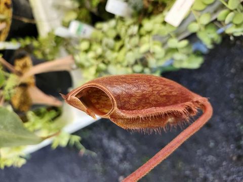 Nepenthes（ネペンテス/ウツボカズラ）の商品一覧 | Y's Exotics （山田食虫植物農園）