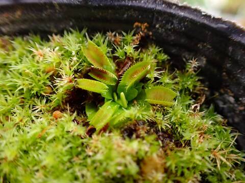 G075 5-2 Dionaea muscipula "Bimbo" CK