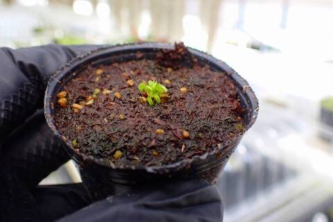J233 5-1 Dionaea muscipula `CUDO' BCP