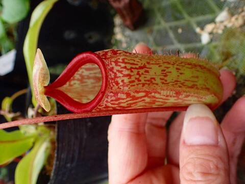 Y's Exotics （山田食虫植物農園）