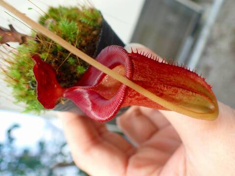 食虫植物N. xtrusmadensis AW clone:2 食虫植物N. xtrusmadensis AW clone:2
