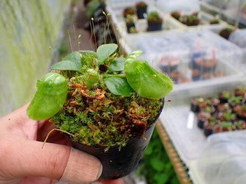 P089 1-1 Cephalotus follicularis GS