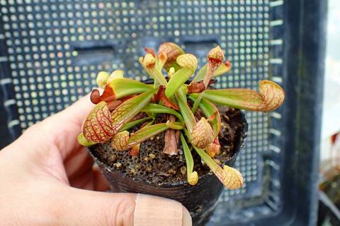 R423 1H S. psittacina YN