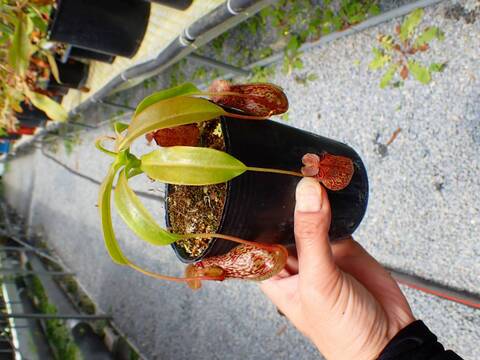 商品一覧 - Y's Exotics （山田食虫植物農園）