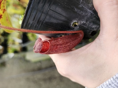 商品一覧 - Y's Exotics （山田食虫植物農園）