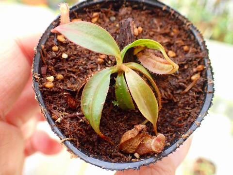 商品一覧 - Y's Exotics （山田食虫植物農園）