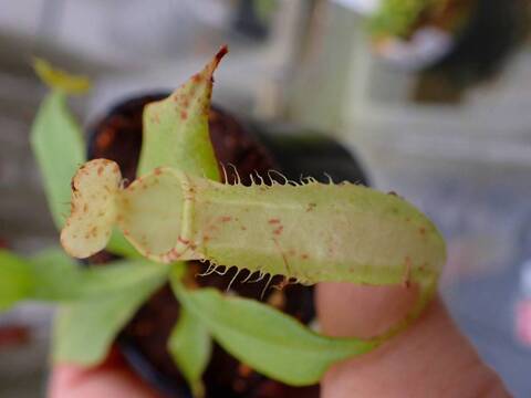 商品一覧 - Y's Exotics （山田食虫植物農園）