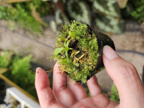 商品一覧 - Y's Exotics （山田食虫植物農園）