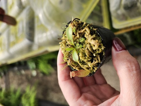 商品一覧 - Y's Exotics （山田食虫植物農園）