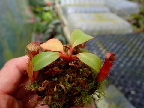 J578 1-4 N.(truncata x peltata Y's) x xharryana Tambuyukon #NNN