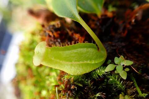 壺　実 Nepenthes（ネペンテス/ウツボカズラ）の商品一覧 | Y's Exotics