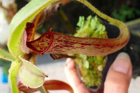 Nepenthes（ネペンテス/ウツボカズラ）の商品一覧 | Y's Exotics