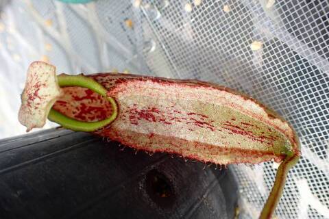 Nepenthes（ネペンテス/ウツボカズラ）の商品一覧 | Y's Exotics