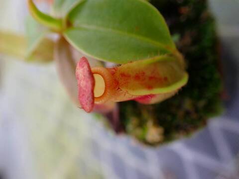 ネペンテス七種セット(宅急便発送) ウツボカズラ ネペンテス ジェントル 2.5~3号(1ポット) | チャーム